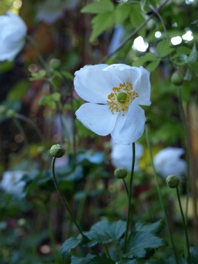 Zawilec mieszańcowy (Anemone hybridum) 